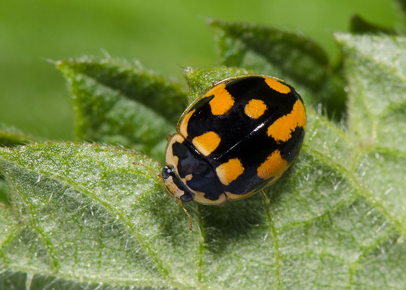 Coccinellidae: Propylea quatuordecimpunctata